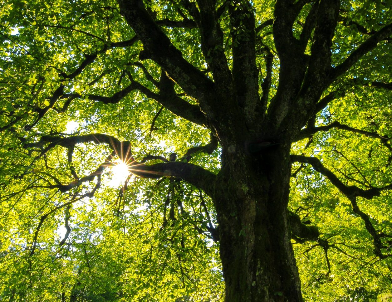 green-leafed tree at daytime