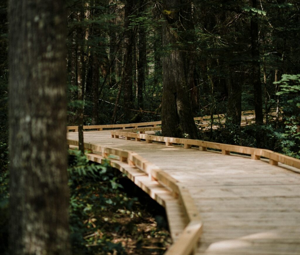 brown wooden dock in the middle of forest